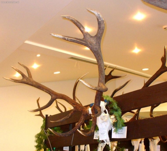 Výstava Kanianka- Zlaty jeleň, 212.68 bodov CIC, 12 rokov