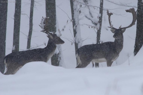 ked husto snežilo...
