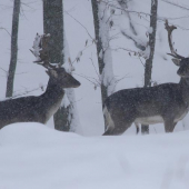 ked husto snežilo...