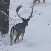 ked husto snežilo 2...