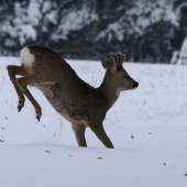 vo velkom snehu treba vysoko skákať..:)