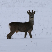 tak s tohto bude pekný srnec...