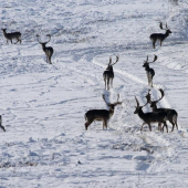 keď sa danieli na obed idú napásť...