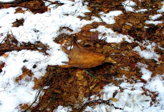 takto si ju odlomil..