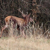 každú chvílu spadne::)