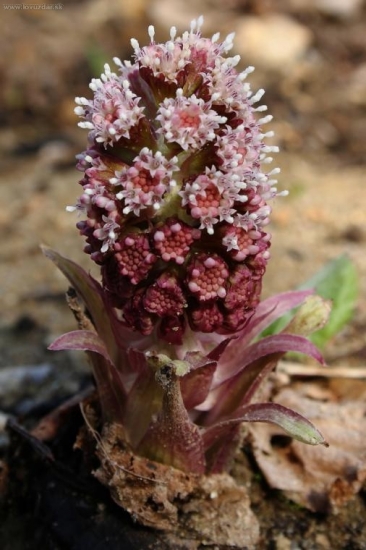 deväťsil hybridný