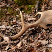 takto na mňa čakal.:):)konečne sa zadarilo...