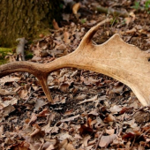 Môj prvý zhod tohto roku..:)