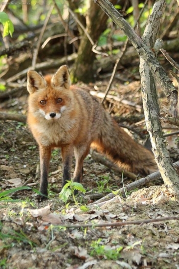 Líška obyčajná (Vulpes vulpes)