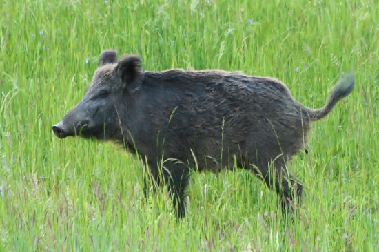 Diviačica
