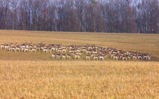 ked sa črieda ide napásť...