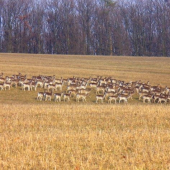 ked sa črieda ide napásť...