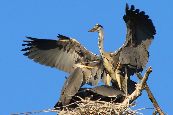 Pod ochranou matky...