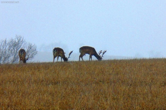 tak ten je vyradový...
