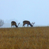 tak ten je vyradový...