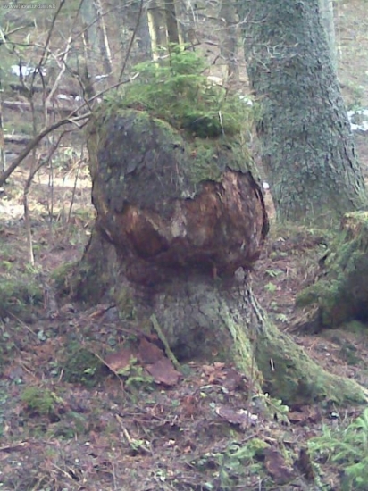 Aj  taký rastie v lese