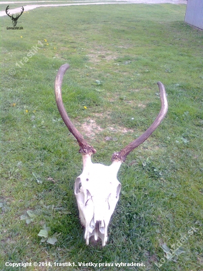 škoda ho