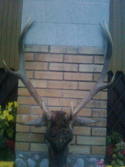 kamaratov minuloročný