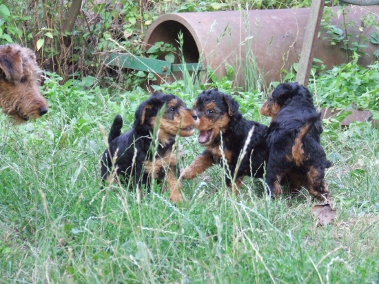 Malí záškodníci:-)))