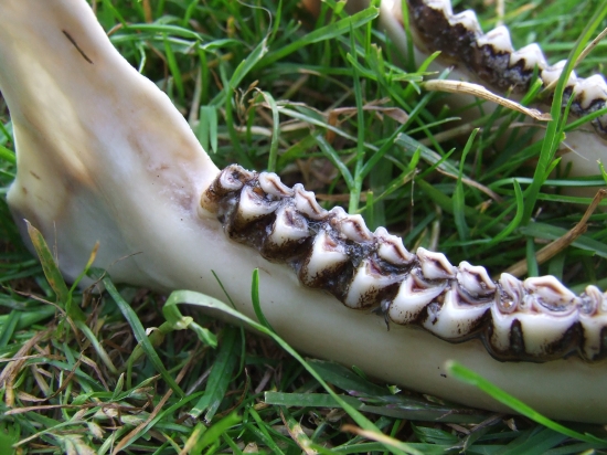 Srnček - koľko má rokov?