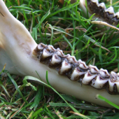 Srnček - koľko má rokov?