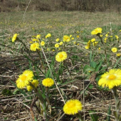 slniečka:-))) v podobe podbeľa
