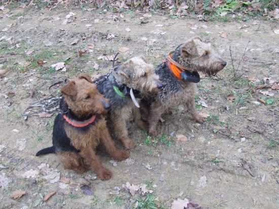 Spoločná poľovačka