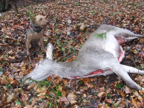 Úspešná dohľadávka