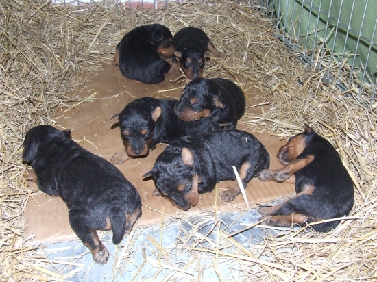 Šteníky krásne rastú :-)