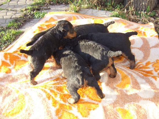 Štvortýždňové šteniatka :-)