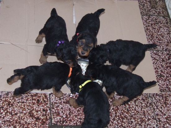 Šteniatka welšíkov