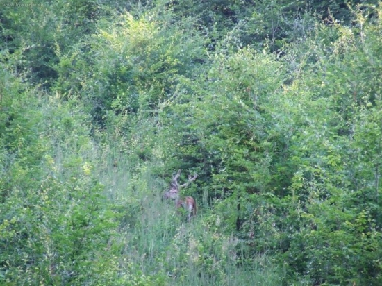 Maskovaný