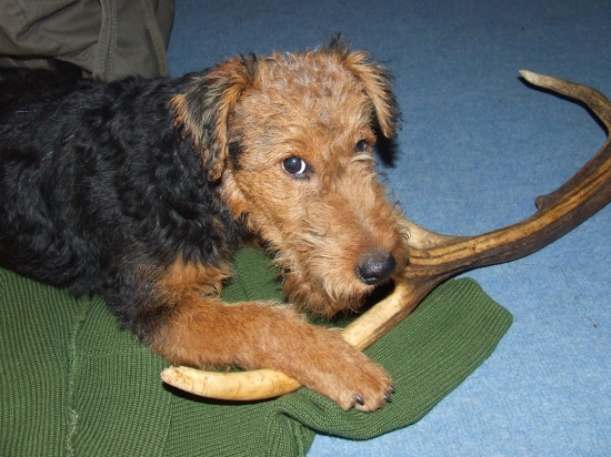 Zhodík jej vééééľmi chutil