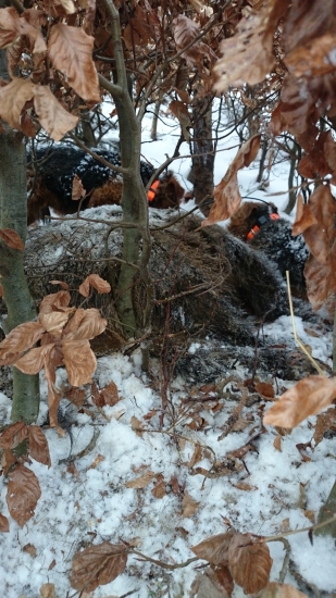 Tesne po dostrelení