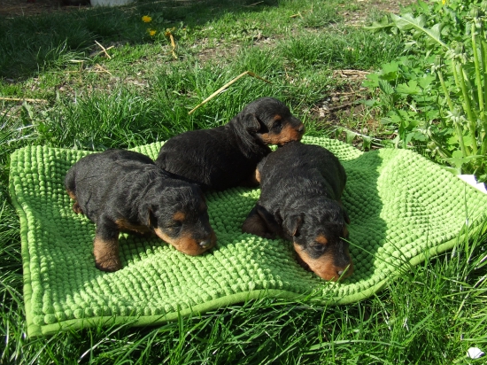 Welsh terrier - vrh 