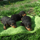 Welsh terrier - vrh 
