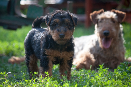 Welšík - fofo z leta