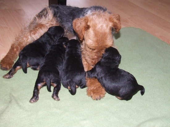 Začína byť veselo