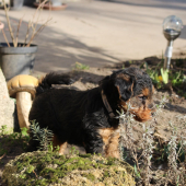 Šteniatka welšíka