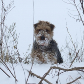 Tieto zamrznuté fúziky na nich milujem:-)
