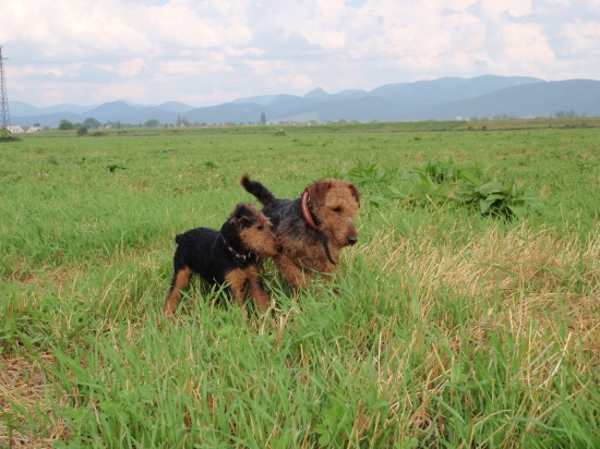 Moje welšíčatká:-)