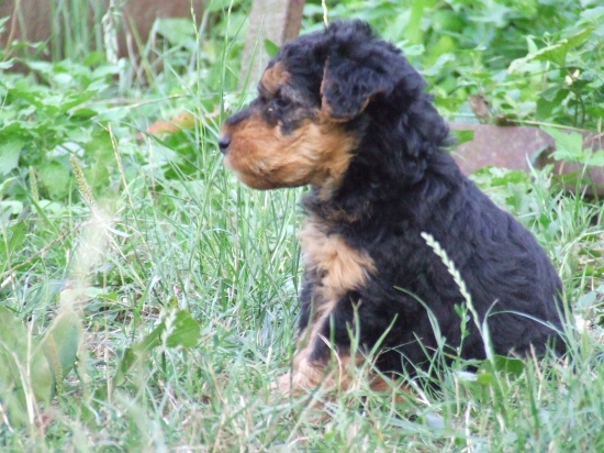 Zamyslený welšík:-)