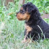 Zamyslený welšík:-)