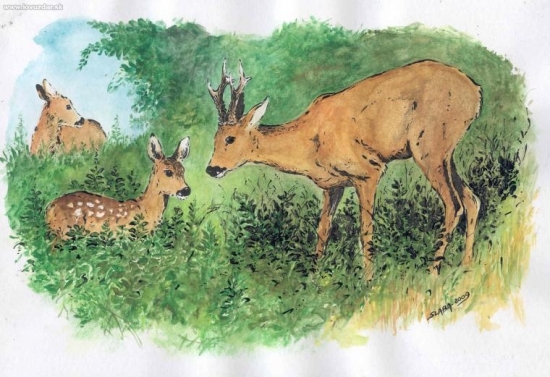 Srnec a srnče - kombinovaná perokresba