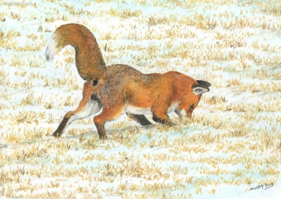 Liška na lovu myší- akvarel