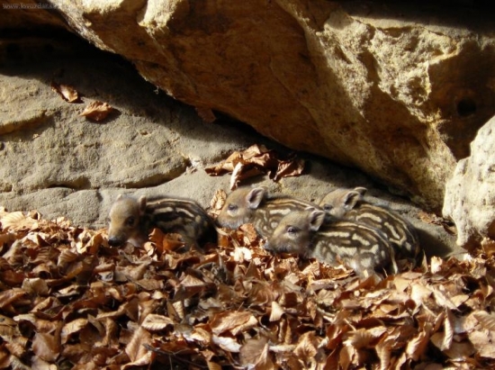 Pod převisem v listí buků, potkal jsem dnes partu kluků