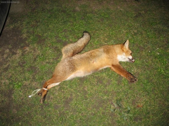 moja druha líška