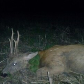 Srnček 3 vekova kategoria