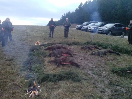 Spoločná polovačka na diviakou