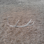 PRVý Tohtoročný!!!